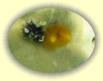 IMG_2007_05_25 16_28_08 * 2272 x 1704 * (432KB)